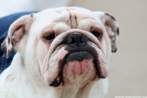 Kiderült: a rövid orrú kutyák hajlamosabbak emberi segítséget kérni
