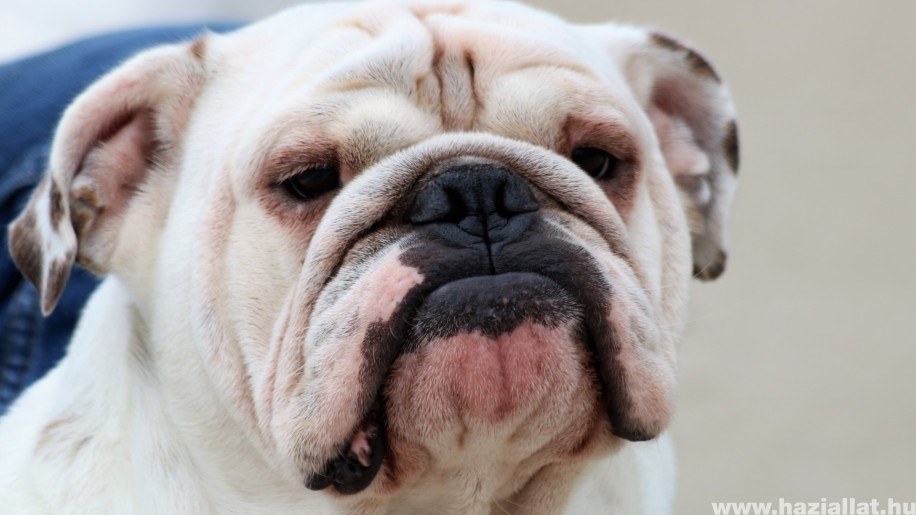 Kiderült: a rövid orrú kutyák hajlamosabbak emberi segítséget kérni