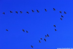 Az őszi vonulások miatt a madárinfluenza terjedésére figyelmeztet a madártani egyesület