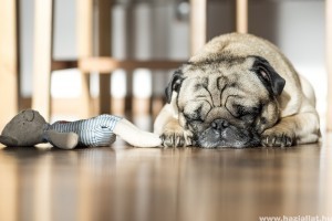 Kiderült: a kutyák fejformája az alvásukra is hat
