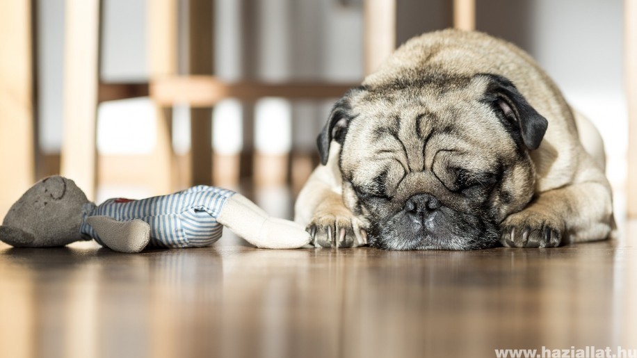 Kiderült: a kutyák fejformája az alvásukra is hat