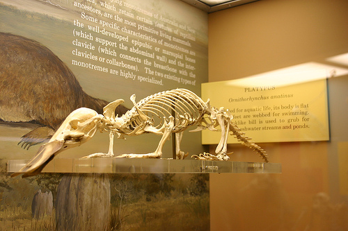 Kacsacsőrű emlős csontváza