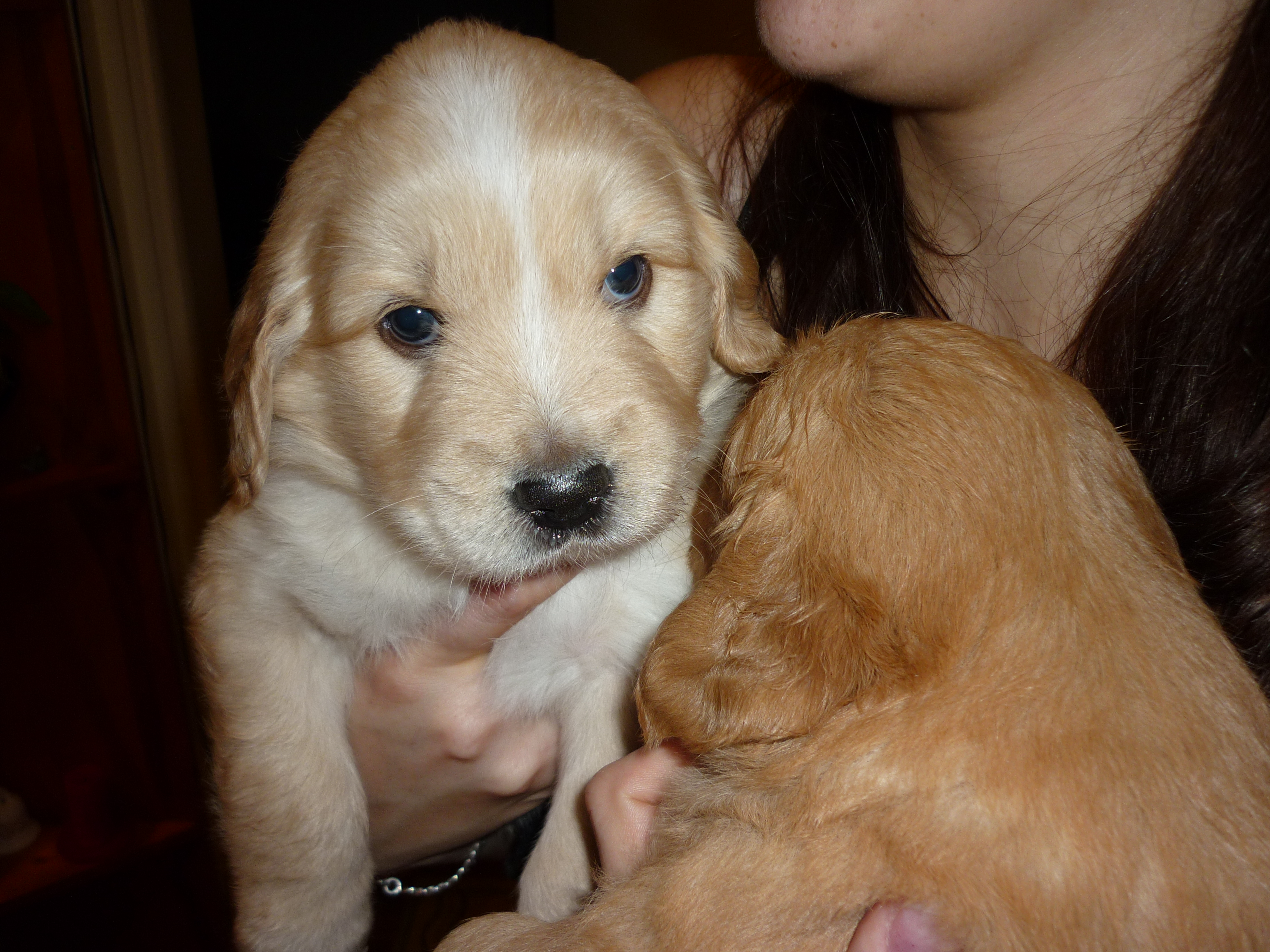 Golden retriever kolyokkutya