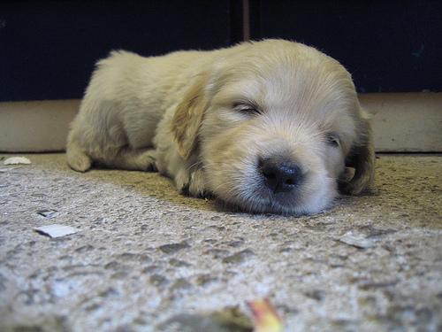 Golden retriever kölyökkutya