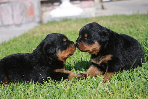 Rottweiler kiskutyák