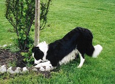 kutya, kertben, gödröt ás