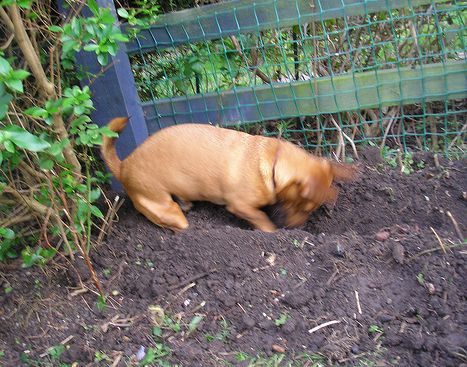 kutya, ásás, kert