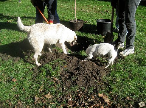 kutya, kert, ásás