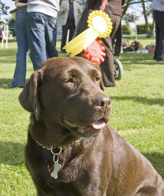 csokoladebarna-labrador-retriever