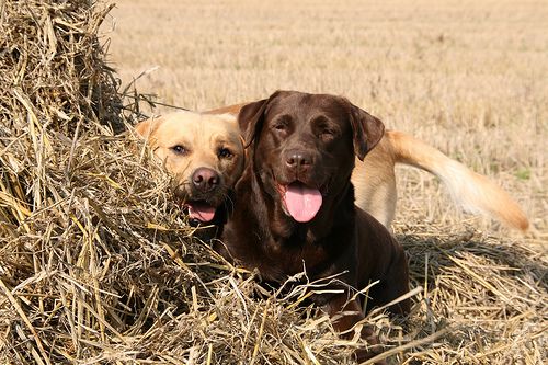 csoki-es-sarga-labrador retriever