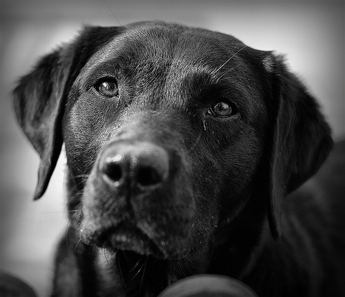 Fekete-labrador-retriever