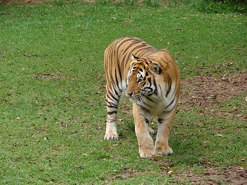 tigris, tigrises kép, nagymacska, vadmacska