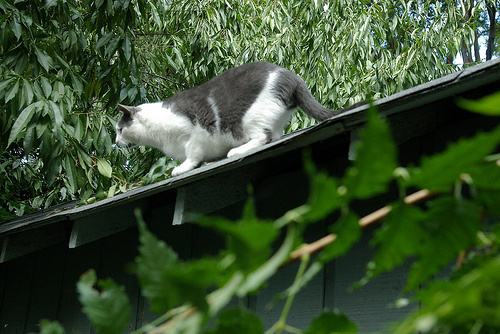 Macska a tetőn