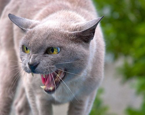 Sok cica nehezen tűri el az új jövevény érkezését