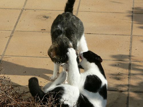 A macskák gyakran játékból is összeverekednek
