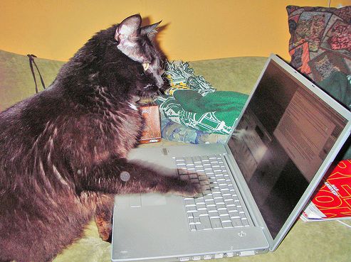 Macska számítógéppel