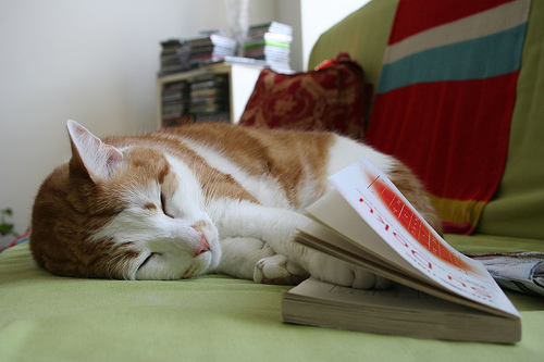 Macska könyvvel
