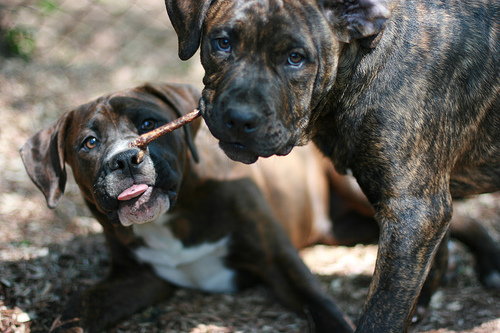 amerikai bulldog. képzés, sétáltatás, hűséges, megbízható, bátor, masszív, agresszív, gyerekbarát, energikus