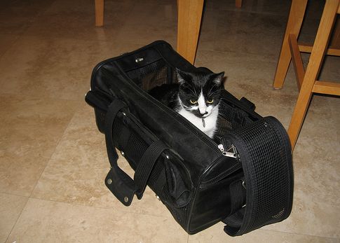 macska, hordozó, bőrönd