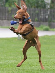 Kutya és boldogság: mitől boldog egy kutya?