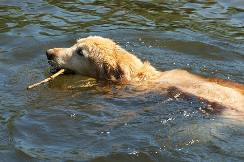 Úszó kutya