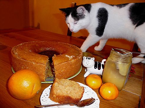 macska, süti, asztalon