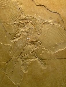 Archaeopteryx-lelet