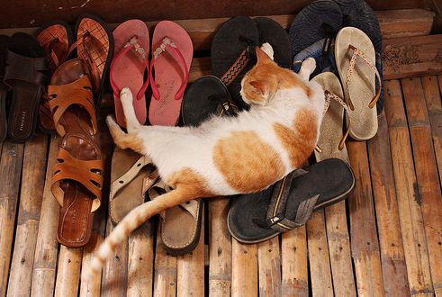 cica, macska, cipő