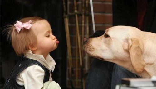 Kislány és labrador kutya