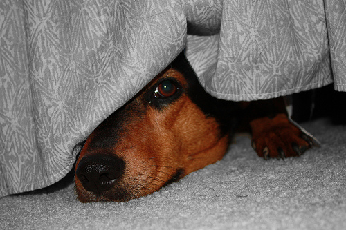 Ágy alá bújt kutya