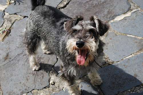 schnauzer a járdán