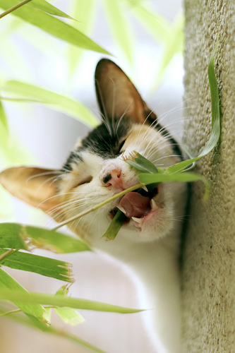 macska rágja a növényt