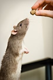 patkány jutalomfalatért pitizik