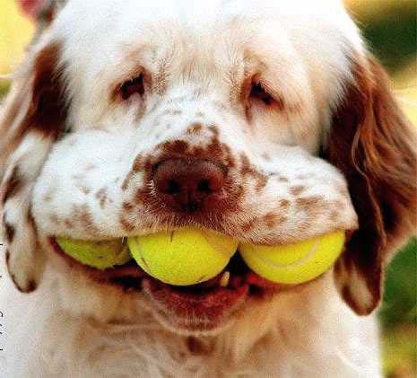 kutya-tenisz