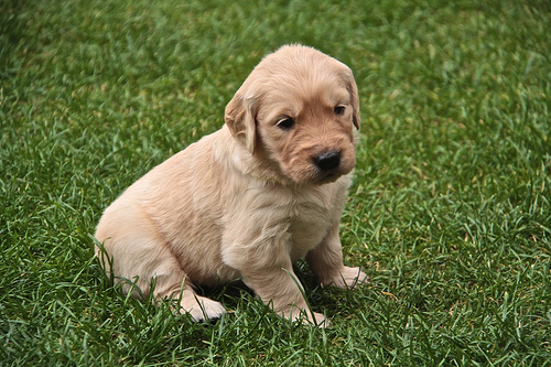 Kölyök golden retriever