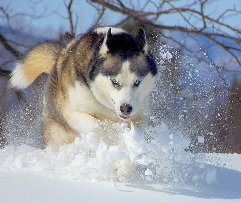 Szibériai husky, kutya, szánhúzó