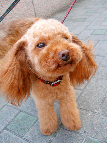 Brussel Griffon-terrier