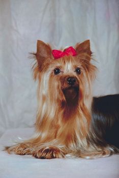 Yorkie