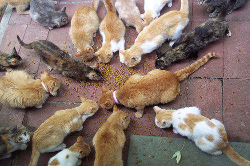 macska, macskák, cica, cicák, macskás kép, cicás kép