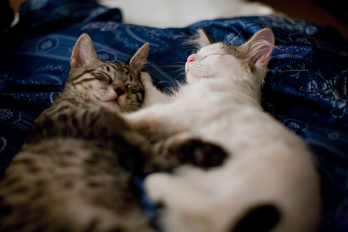 Alvó macskák